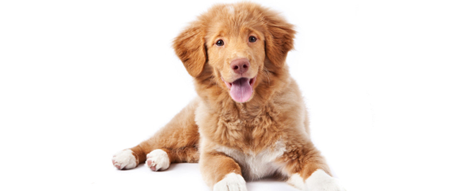 does the nova scotia duck tolling retriever love children