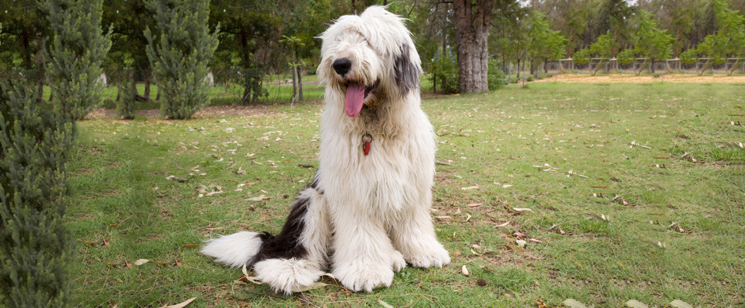 Old English Sheepdog