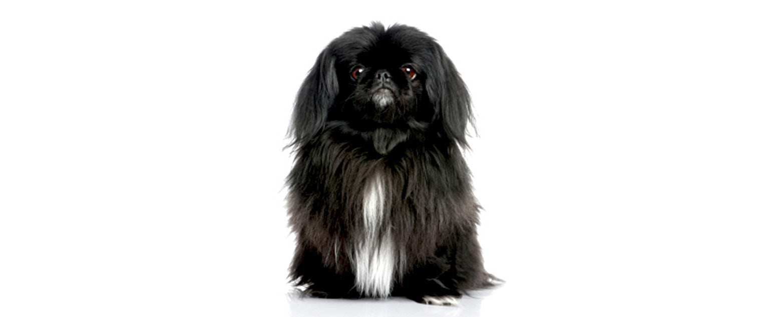 Pekingese