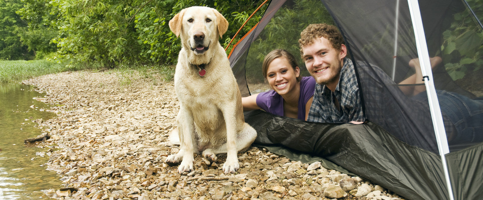 How to Pick A Dog For Your Lifestyle