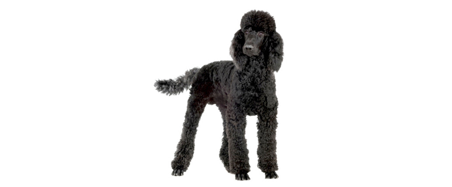 Poodle-standard