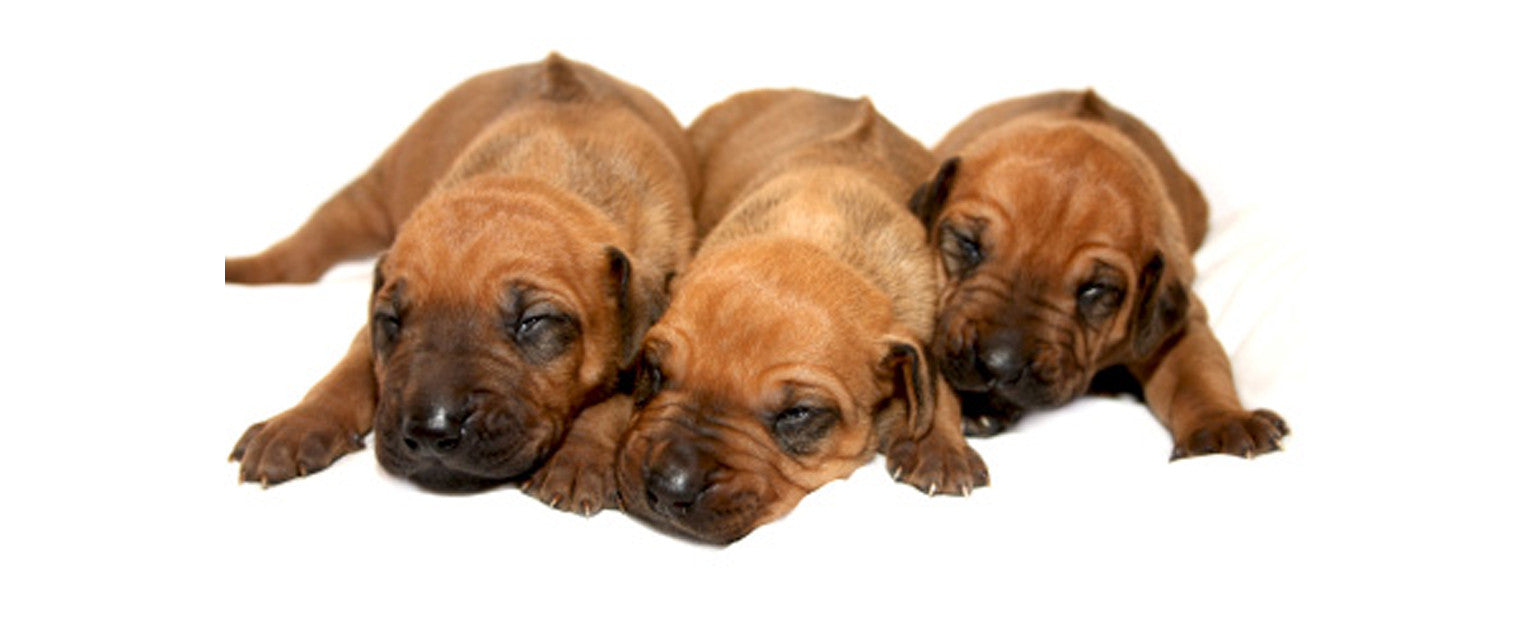 Rhodesian ridgeback with sales kids