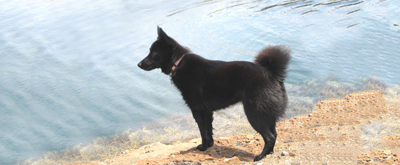 Schipperke
