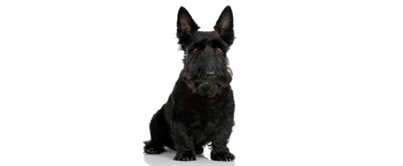 Scottish Terrier