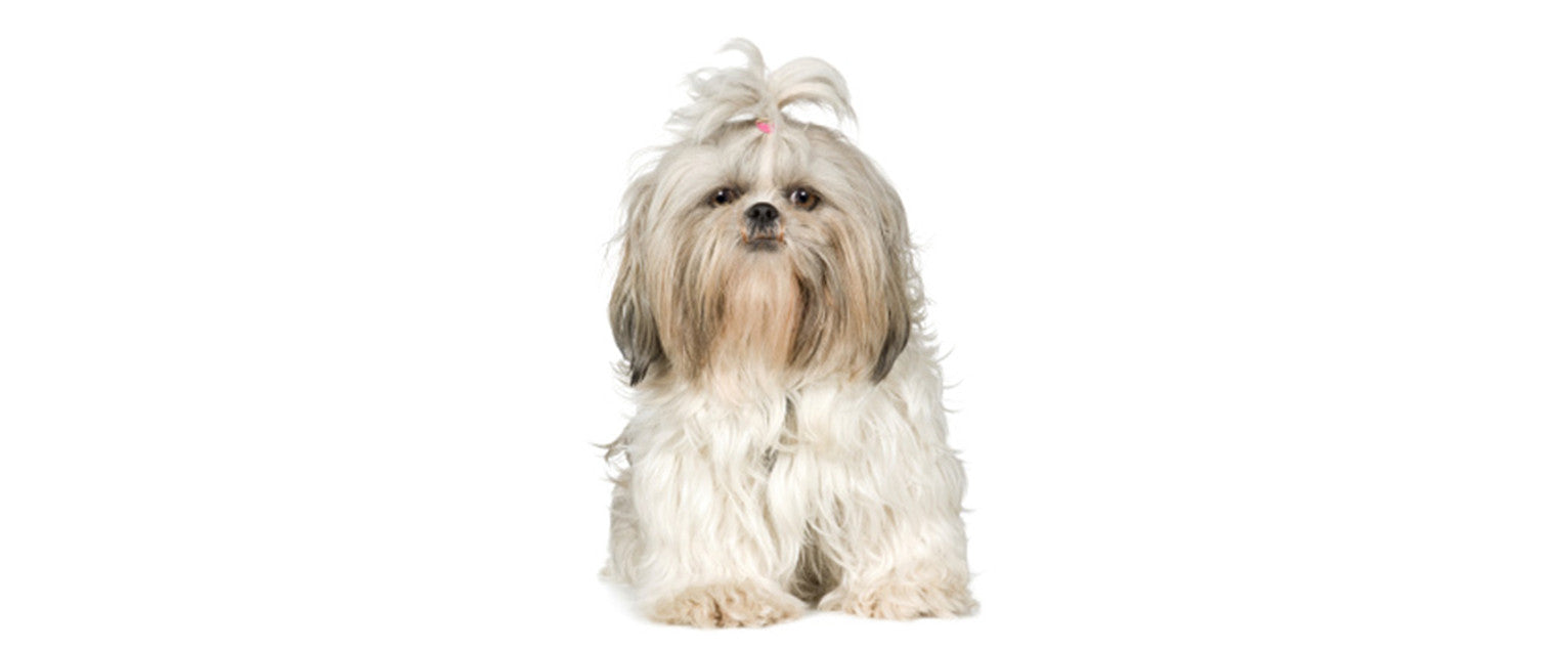 Queen elizabeth best sale shih tzu