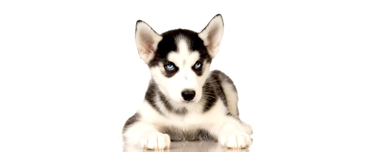 Siberian Husky