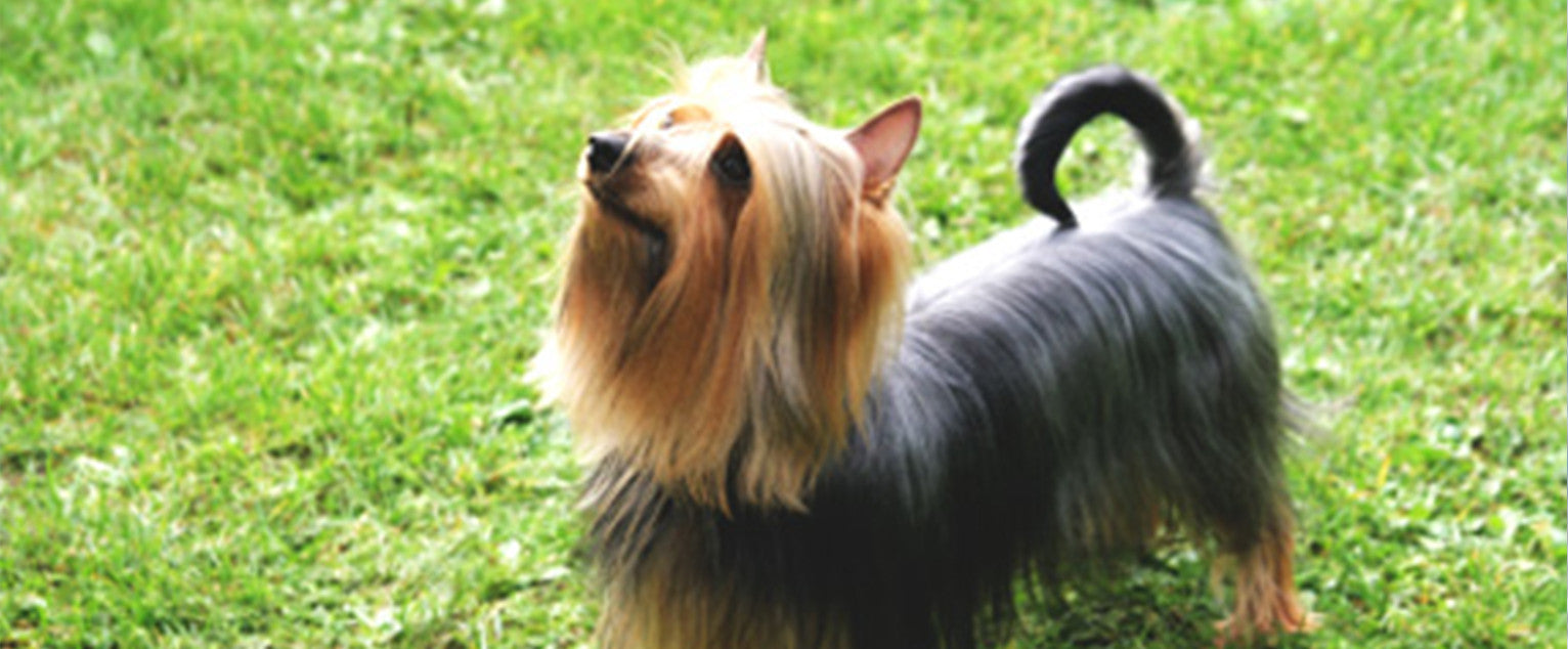 Silky Terrier