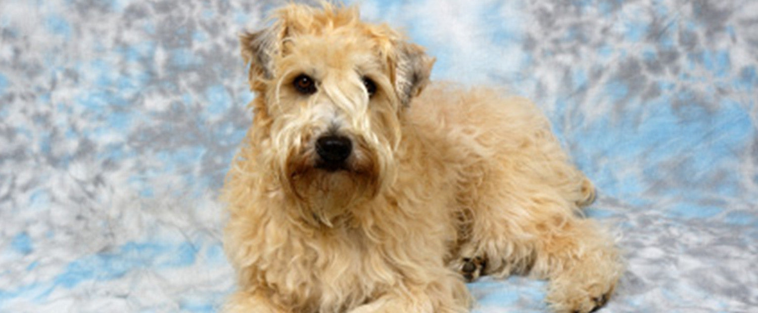 Soft-Coated Wheaten Terrier