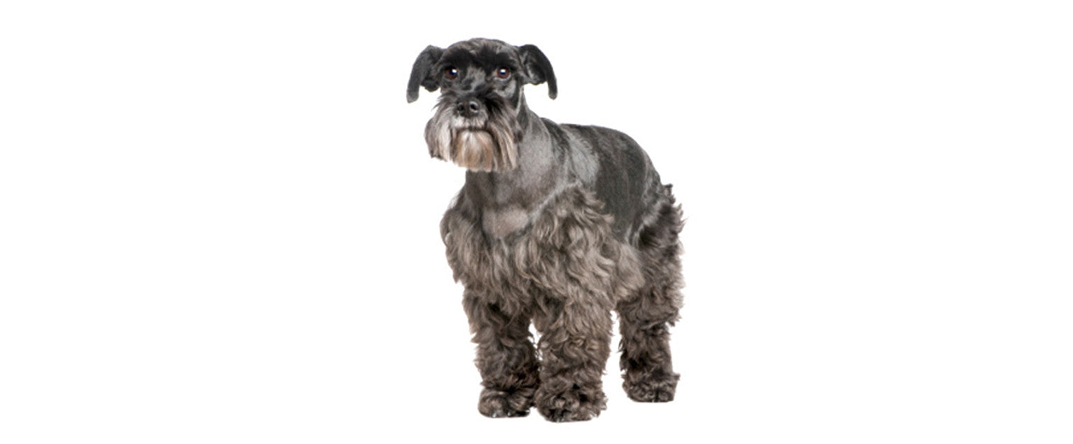 Schnauzer, Standard