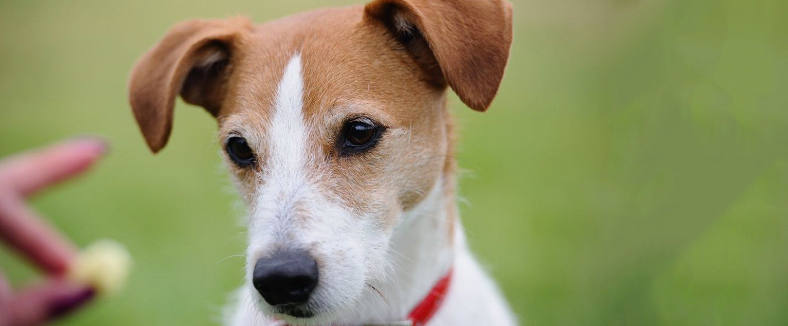 Not Hungry? When Your Dog Won't Take Food Rewards
