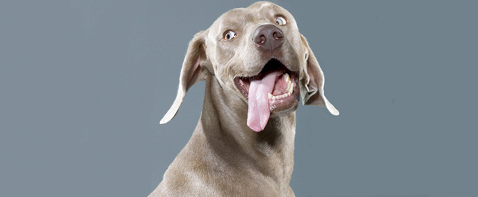 Weimaraner