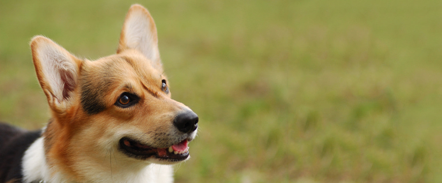 Welsh Corgi-Cardigan