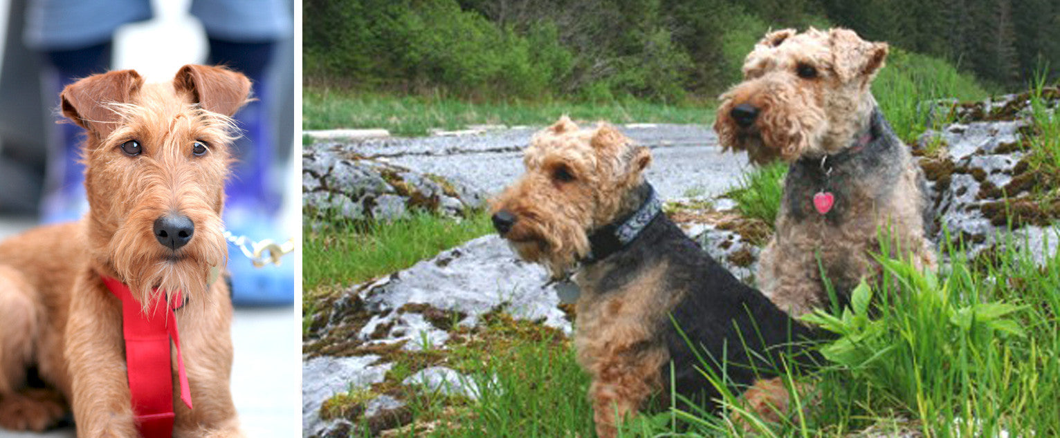 Welsh Terrier