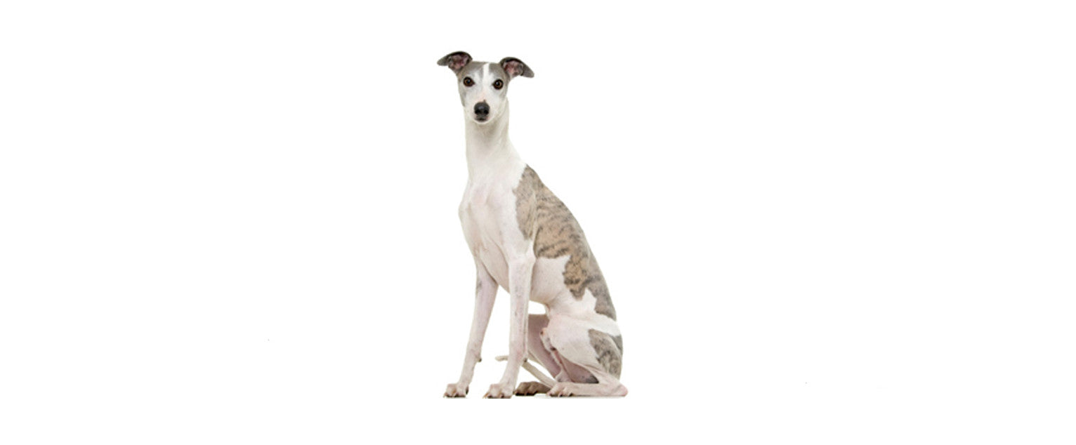 Whippet