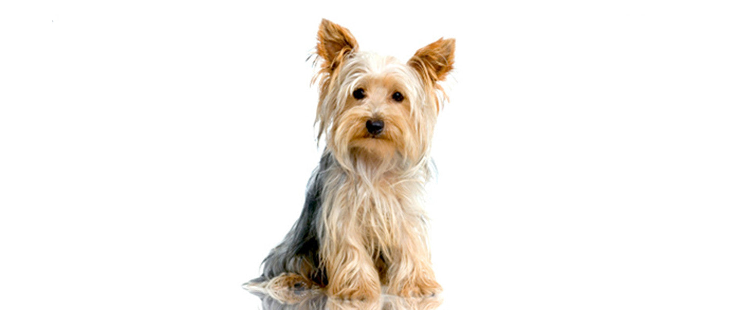 are yorkshire terriers barkers