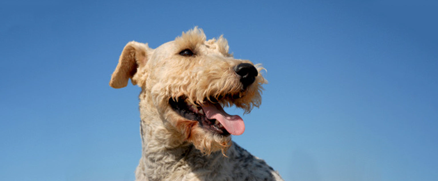 Wire Fox Terrier
