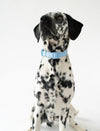 Springer Waterproof  Dog Collar | Sky Blue