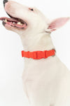 Springer Waterproof  Dog Collar | Poppy