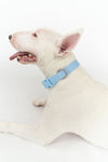 Springer Waterproof  Dog Collar | Sky Blue