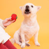 The Furryfolks Cherry Tomato Nose Work &amp; Tug Toy