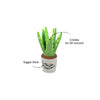P.L.A.Y. Blooming Buddies Collection - Aloe-ve You Plant