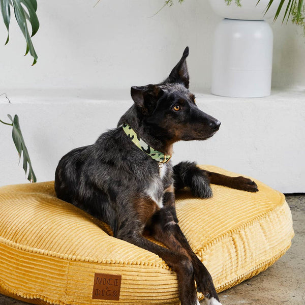 Nice digs dog top collar